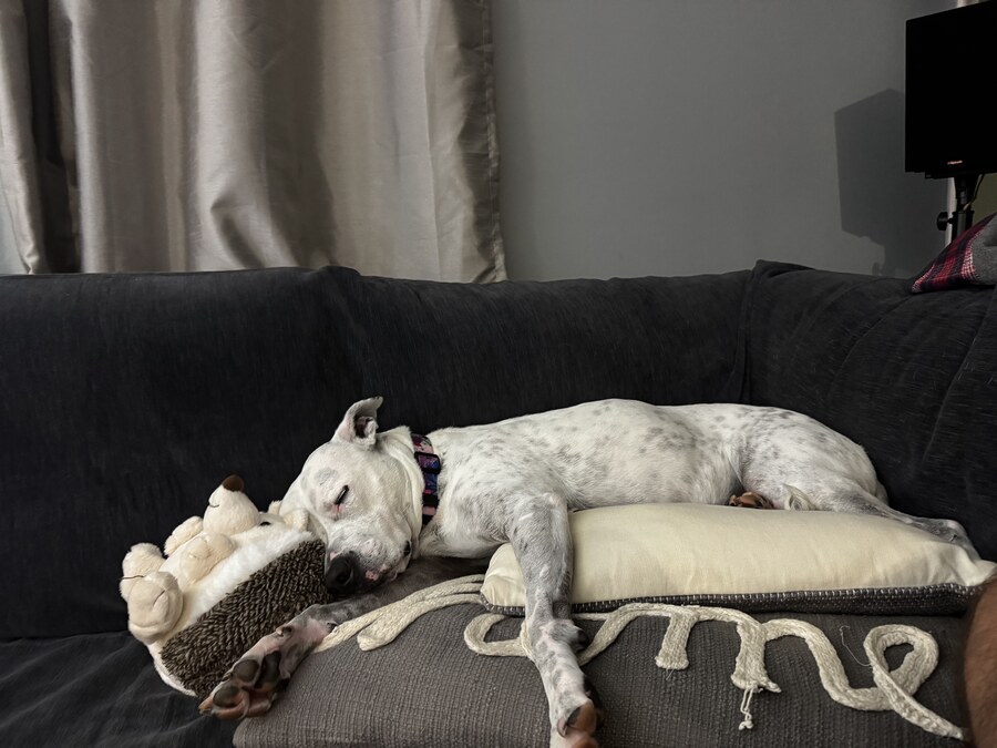 White spotted dog asleep on a dark sofa beside a stuffed toy