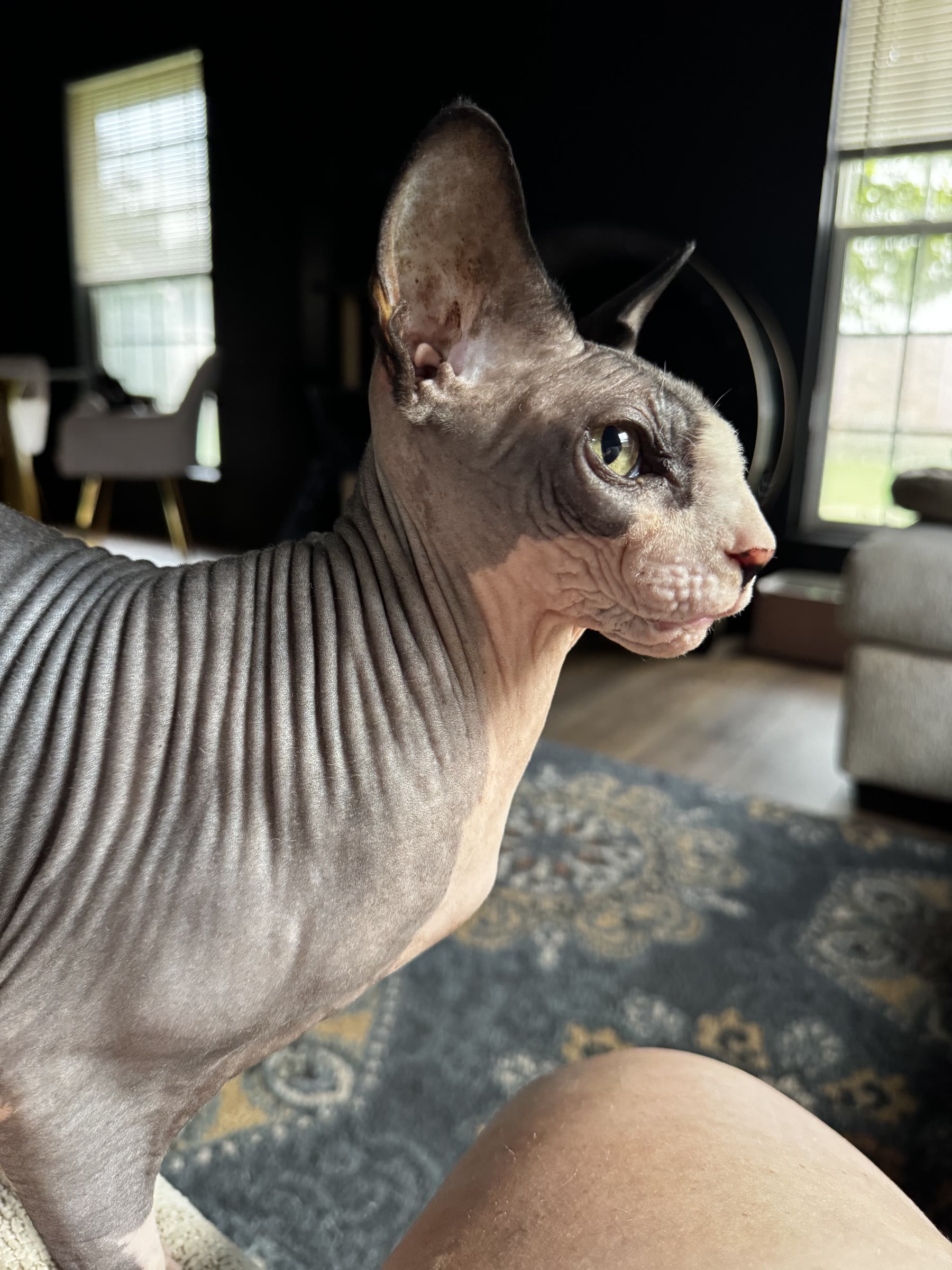 Sphynx cat resting in a sunlit home