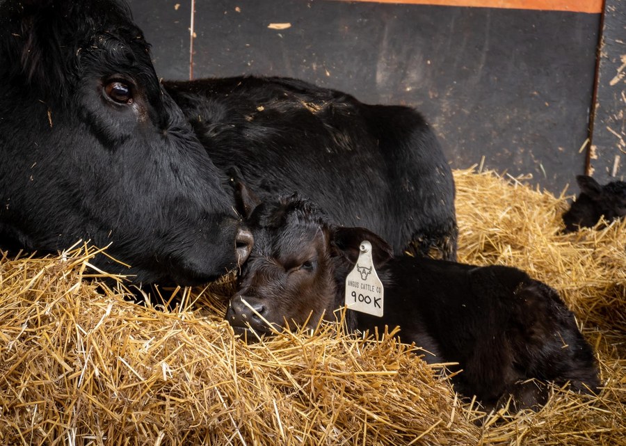 Angus cow nuzzling her sleeping calf in the straw of the barn