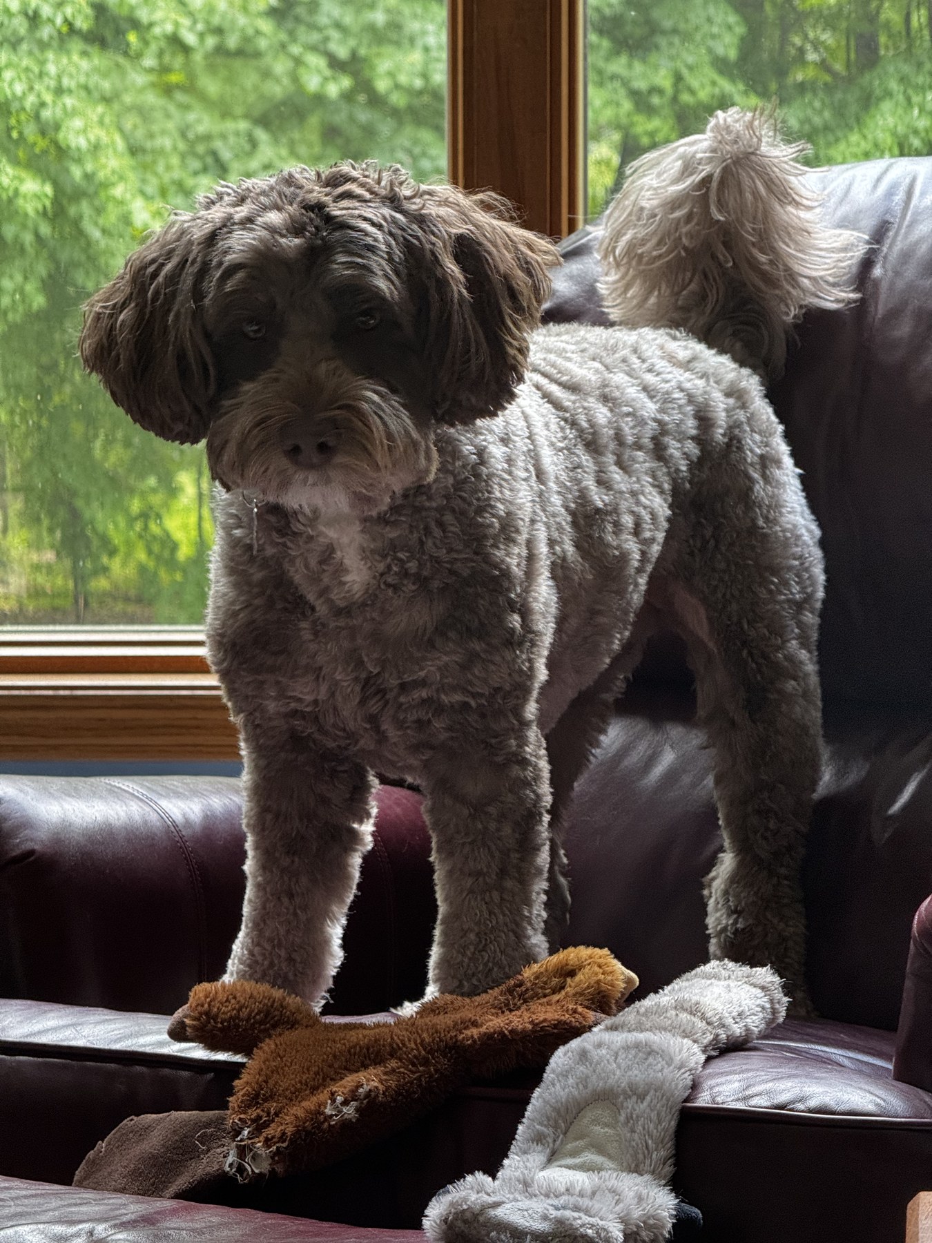 Two small dogs relaxing together by a window