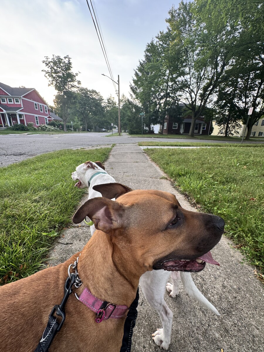 Tan dog with a pink collar and a white dog strolling a quiet neighborhood sidewalk