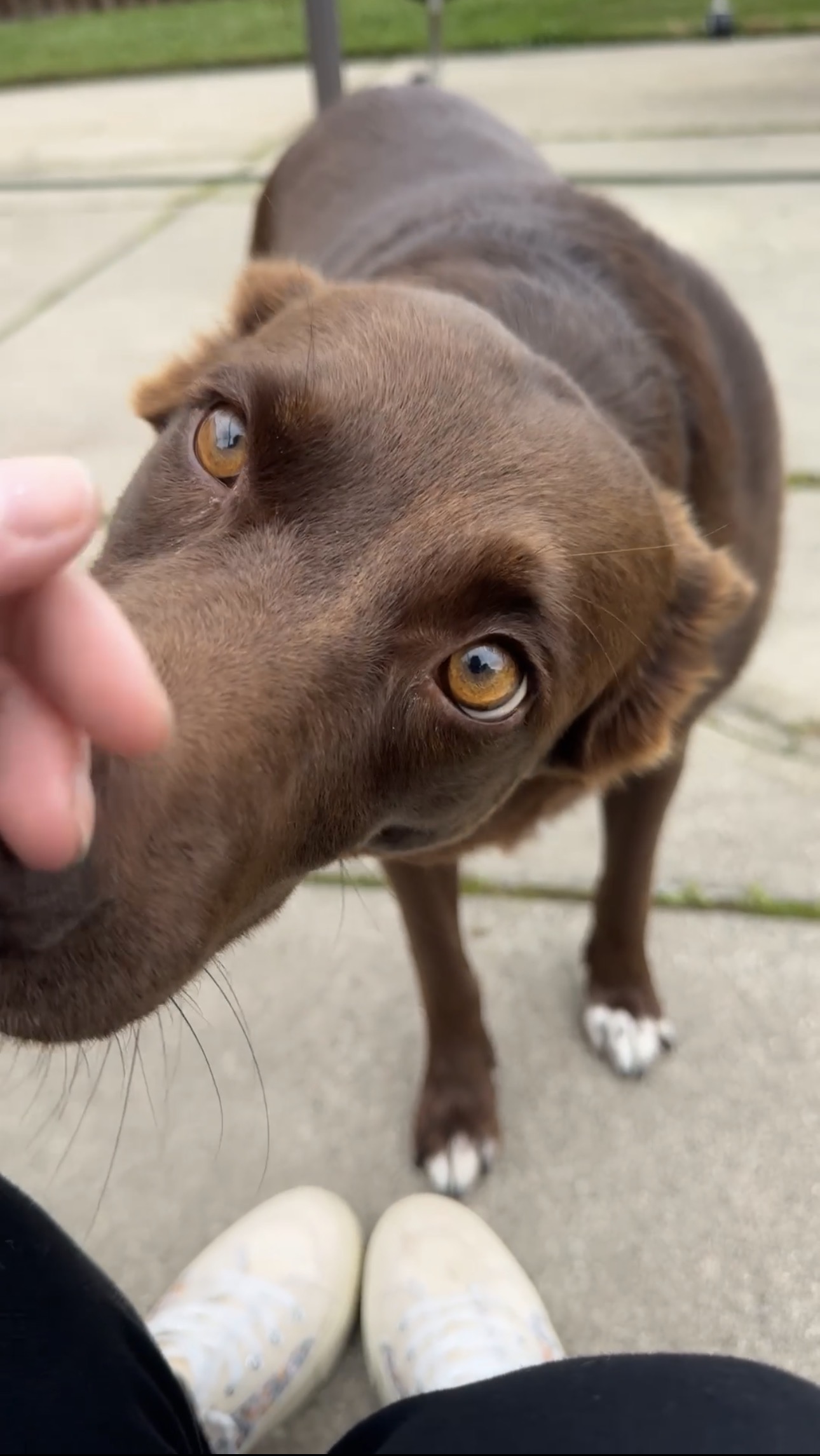 Brown dog looking up during an outdoor visit