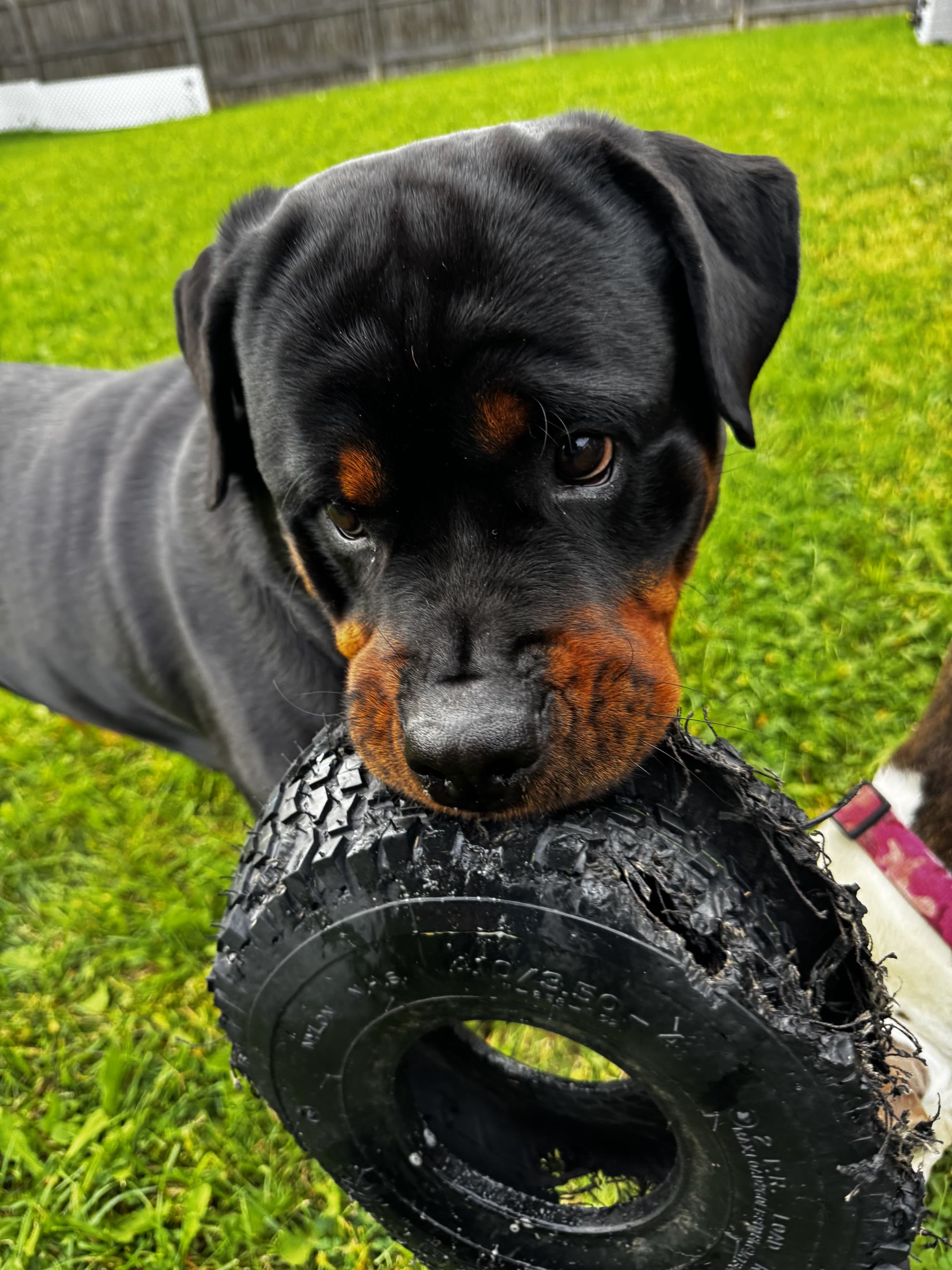 Rottweiler playing with a favorite tire toy