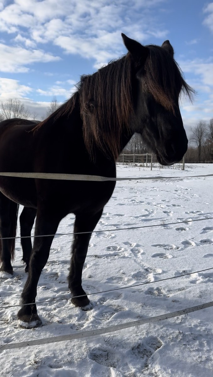 Black horse with a long flowing mane standing in a snowy paddock