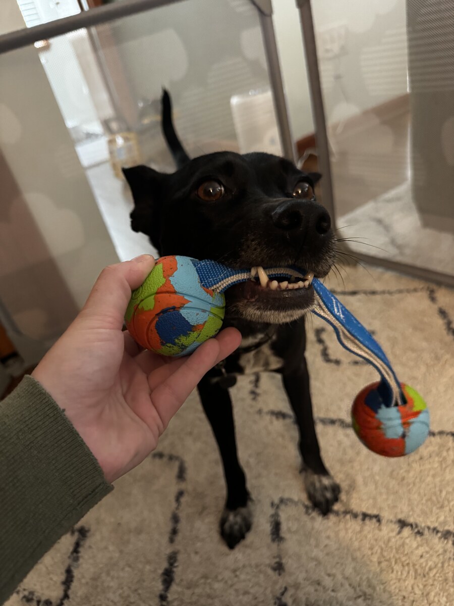 Black dog engaged in gentle indoor play during recovery