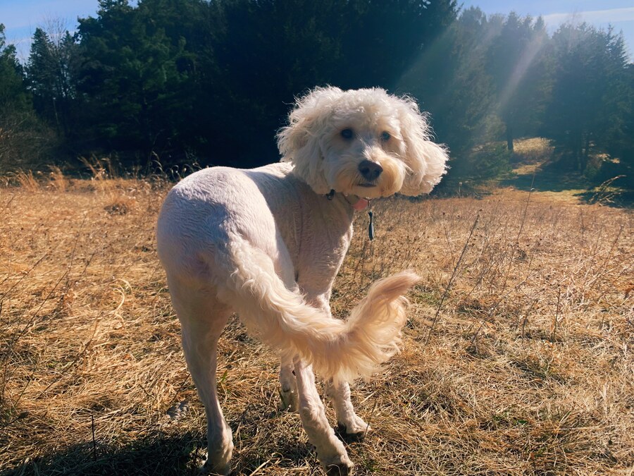 White curly-coated dog standing in a sunlit field