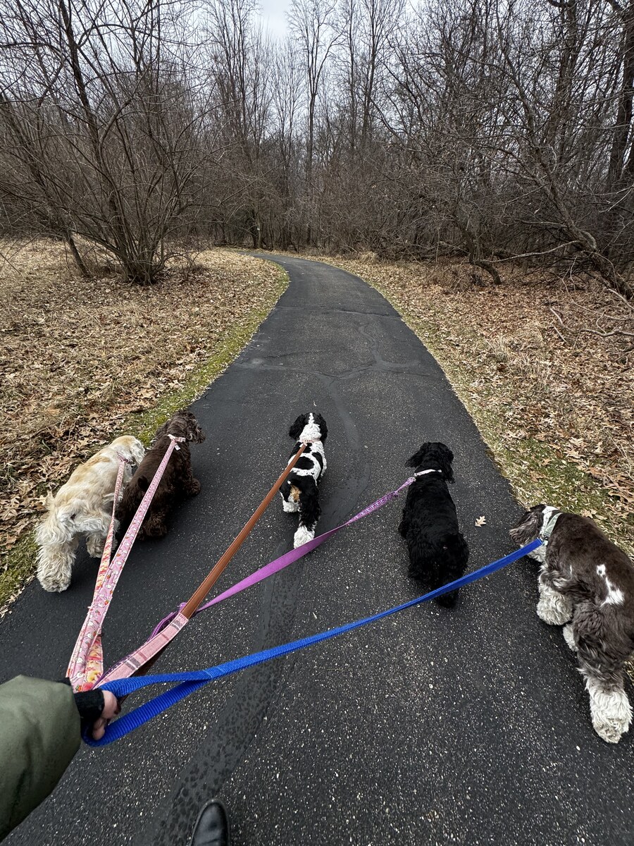 Five dogs on colorful leashes walking a winding park path together