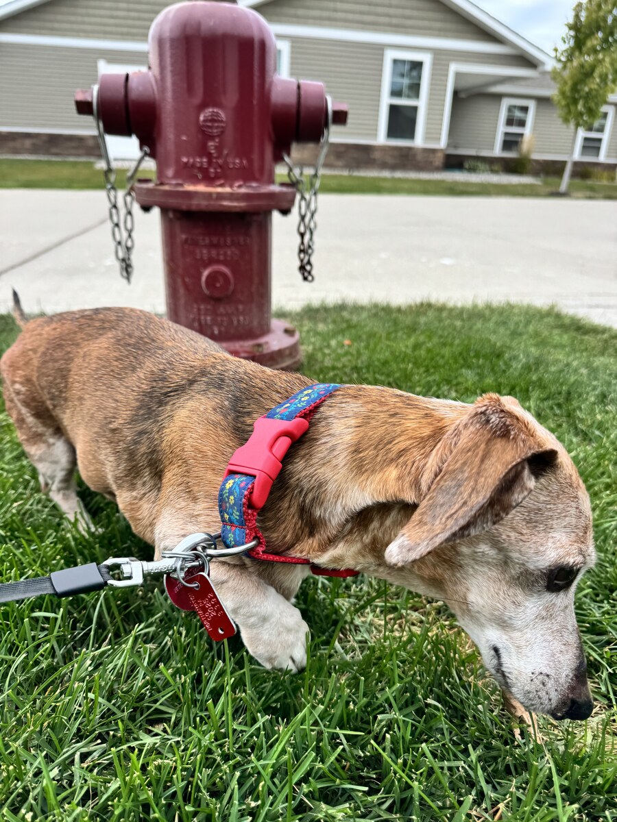 Small brown dog sniffing the grass beside a red fire hydrant