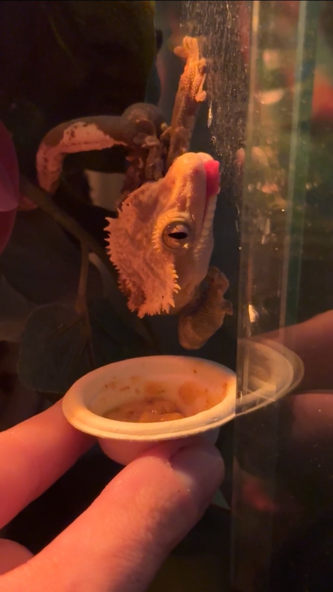 Crested gecko perched head-down on a branch, tongue extended toward a feeding cup held in a hand