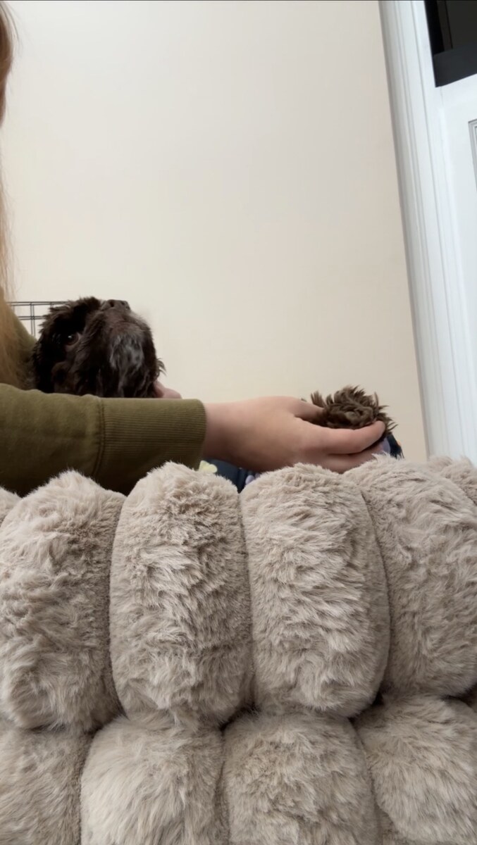 Dog receiving gentle assisted leg movement during recovery