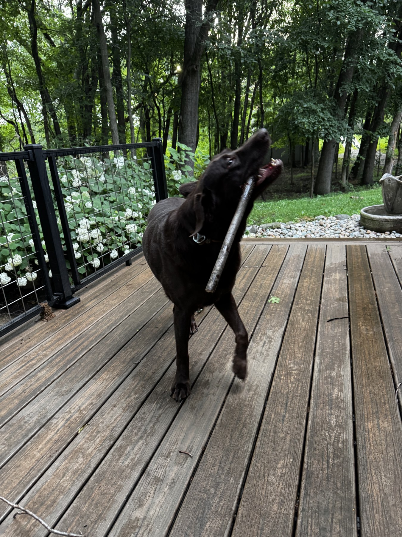 Black dog carrying a branch across a wooded estate deck