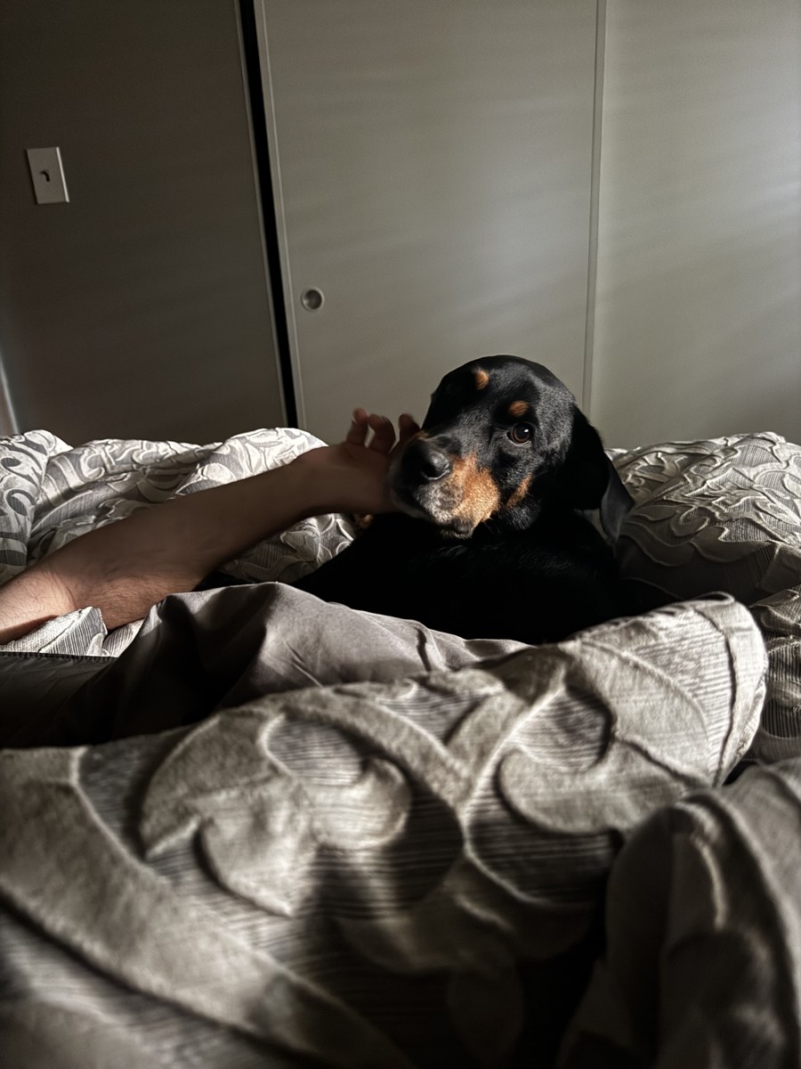 Black and tan dog snuggled in bed resting a chin on a hand