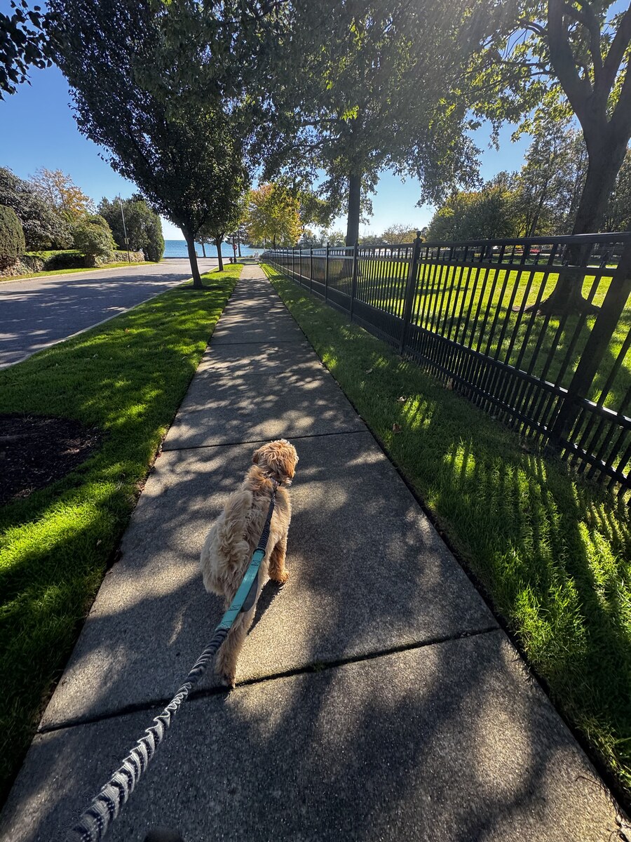Curly-coated apricot dog on a leash walking a sunlit sidewalk toward Lake St. Clair