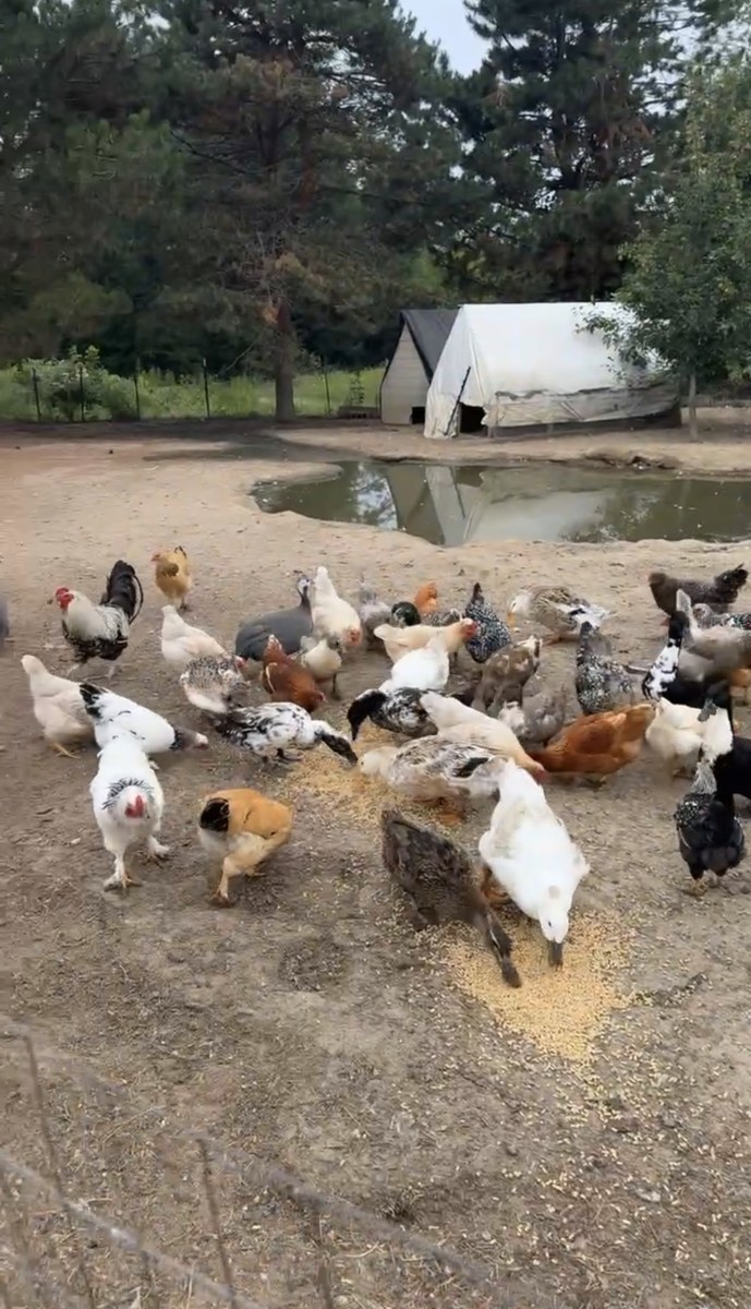Flock of chickens, ducks, and guinea fowl feeding beside the farm pond