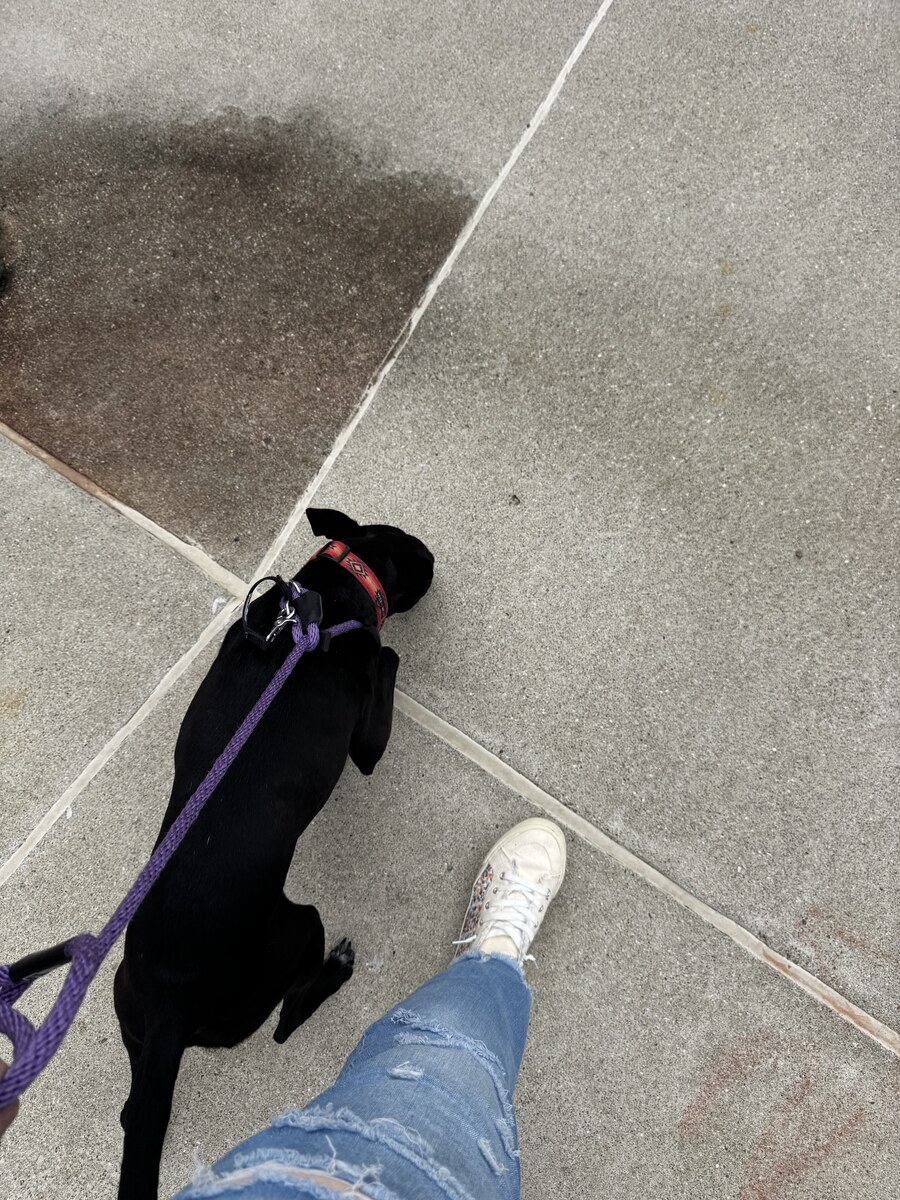 Dog taking a controlled leash walk during recovery