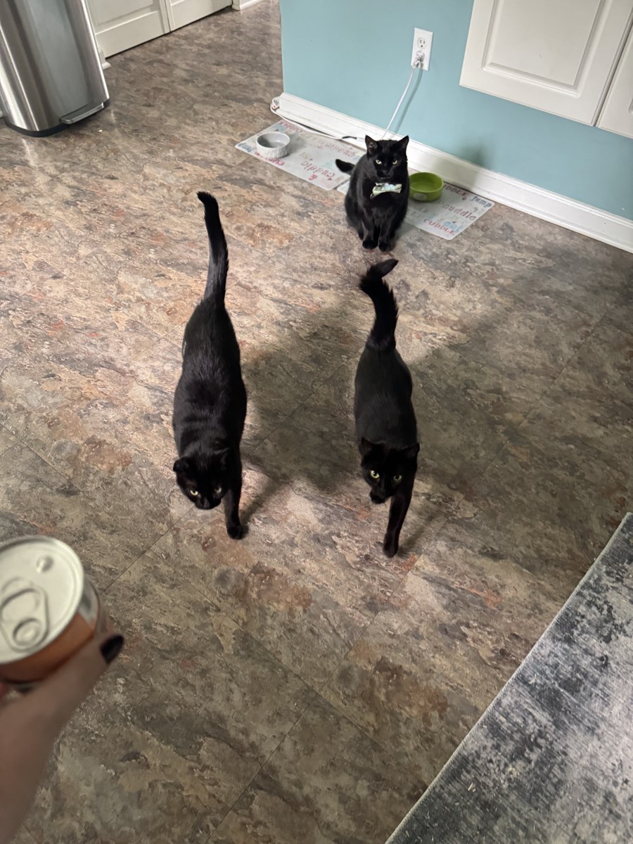 Three black cats crossing the kitchen floor as a hand offers a can of food
