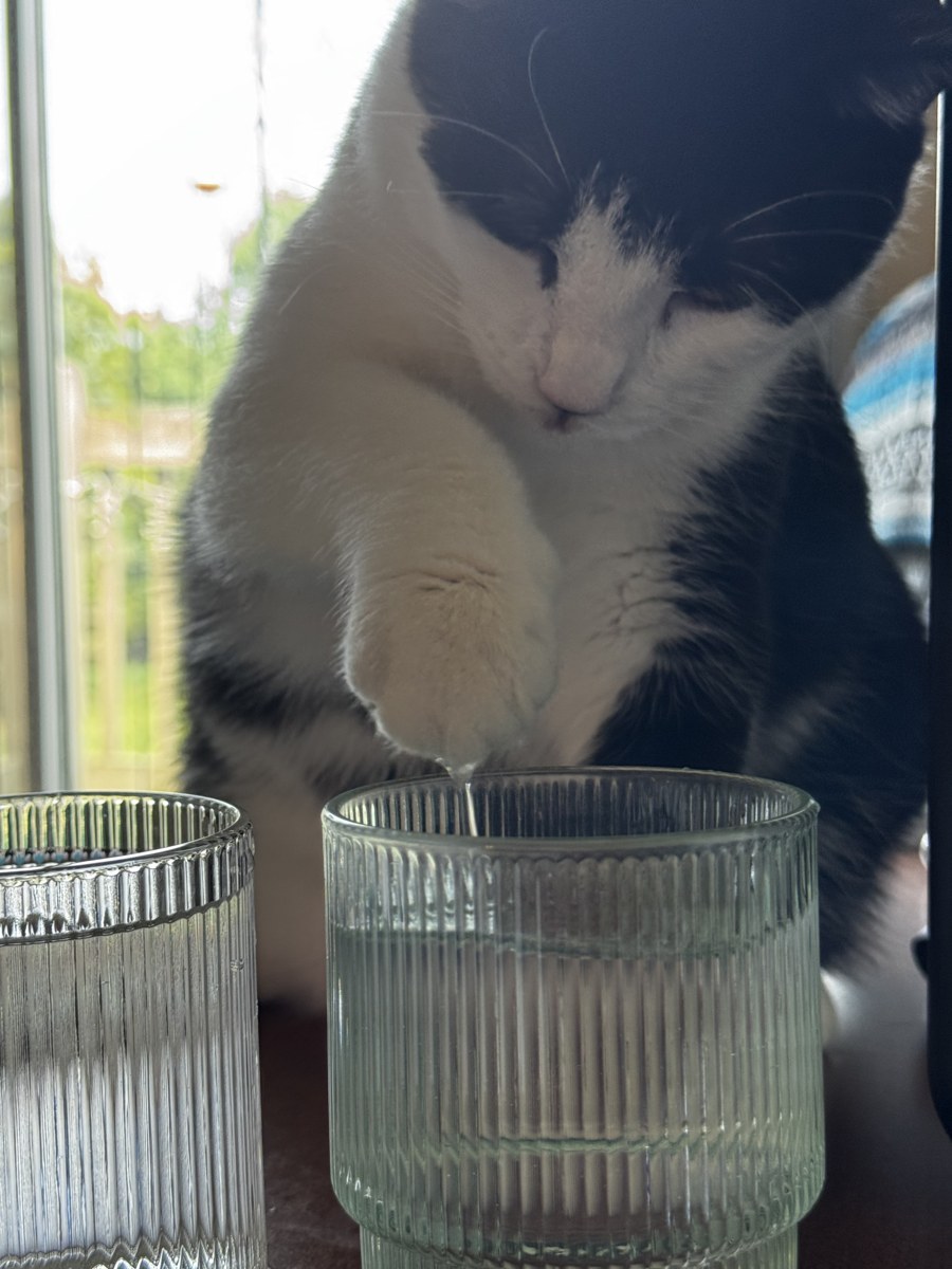 Black and white cat reaching a paw toward a ribbed glass of water
