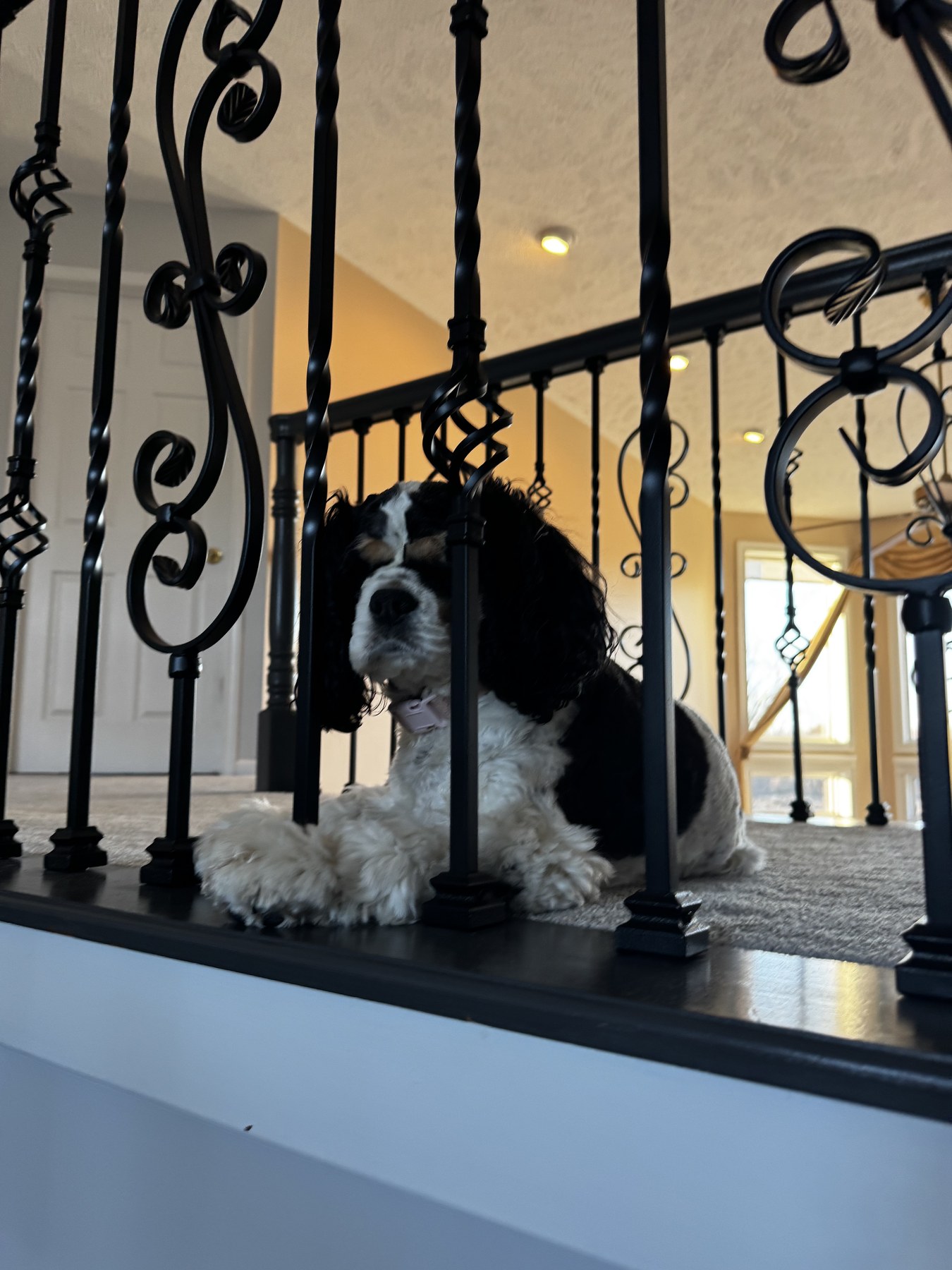 Black and white dog resting beside an ornate staircase railing