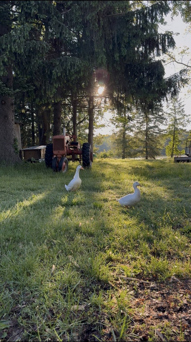Two white ducks on the morning lawn beside a vintage red tractor