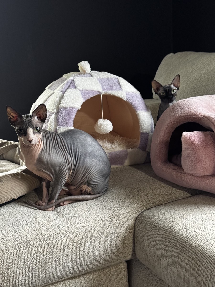 Two gray Sphynx cats among plush cat beds on a cream sofa