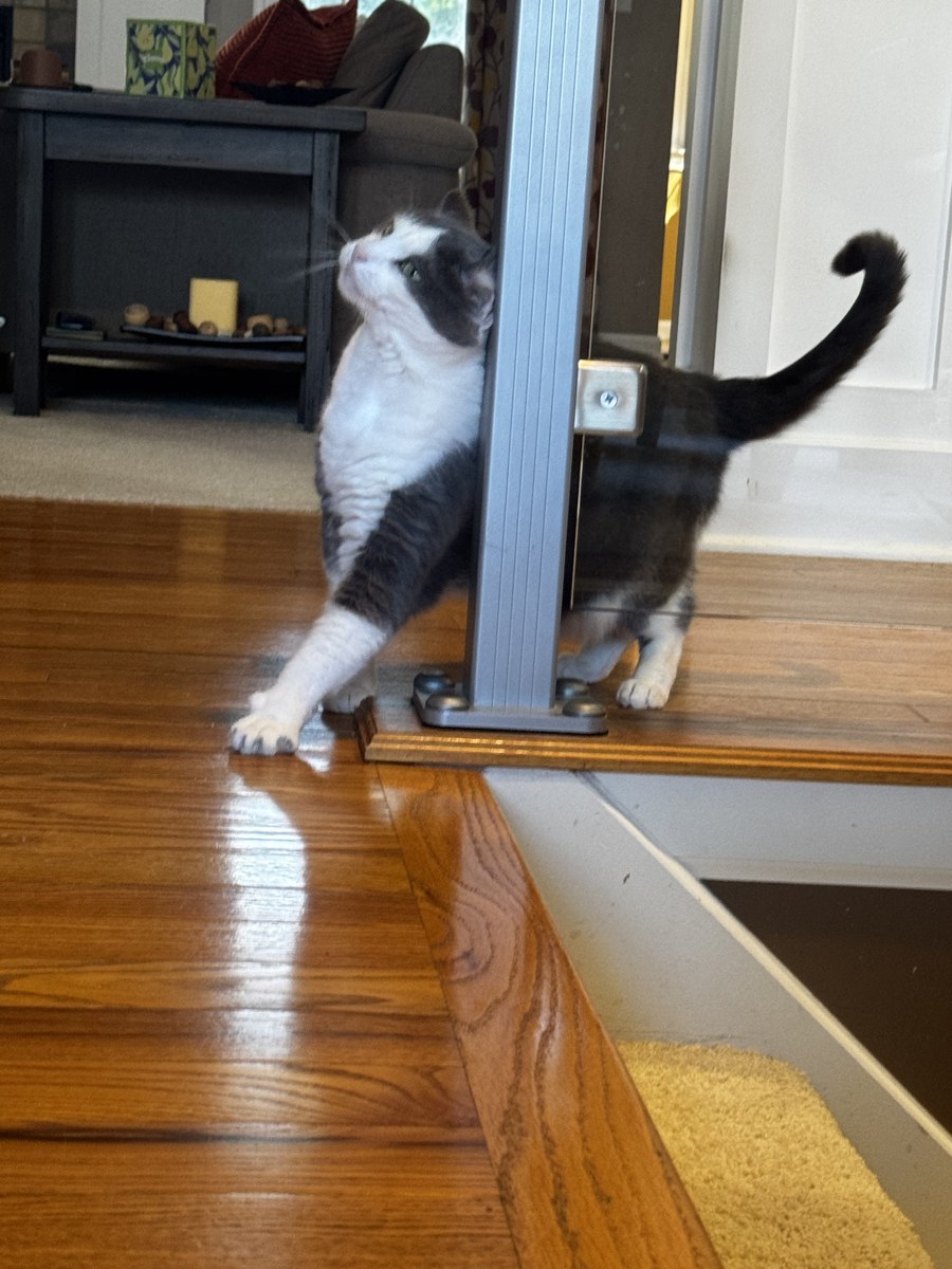 Gray and white cat stretching beside a modern stair railing