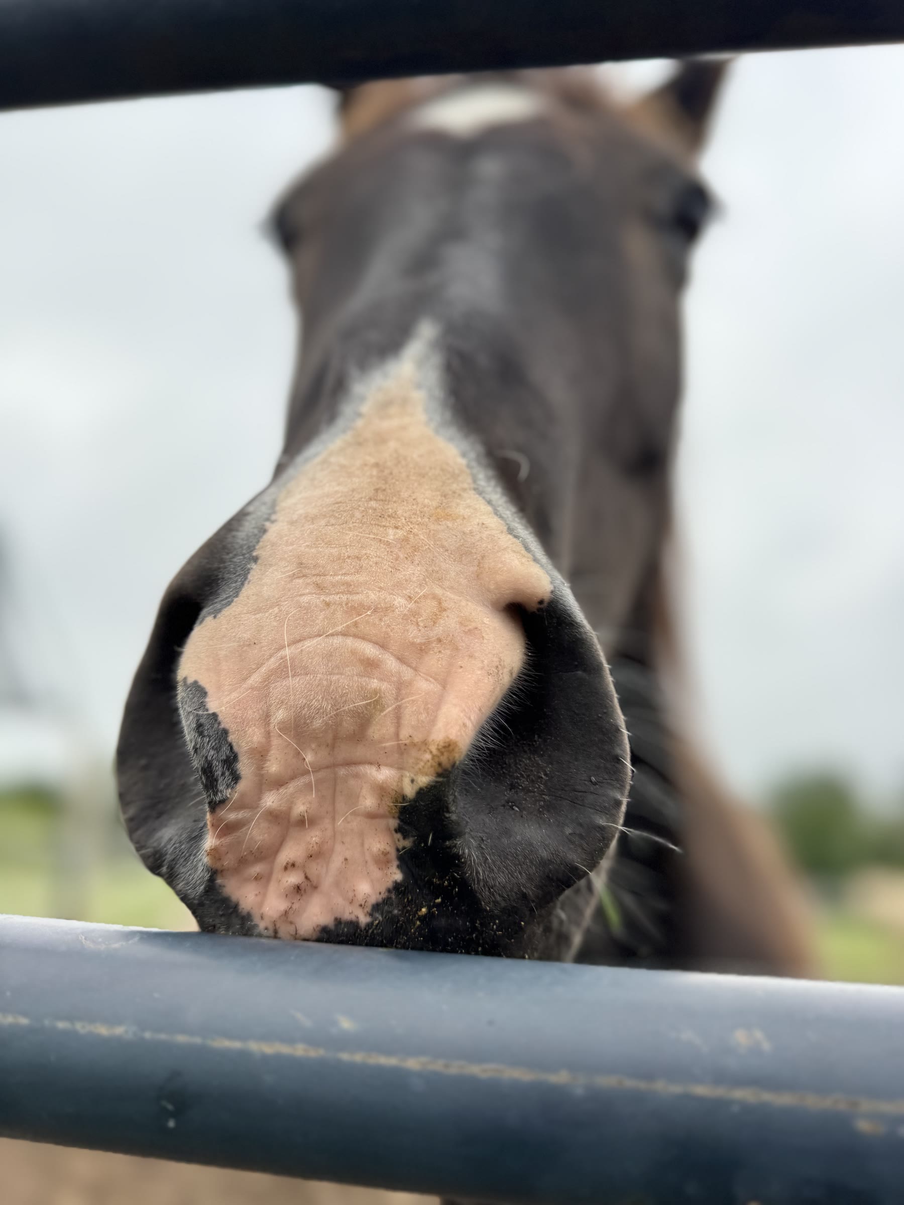Horse greeting its caregiver at the gate