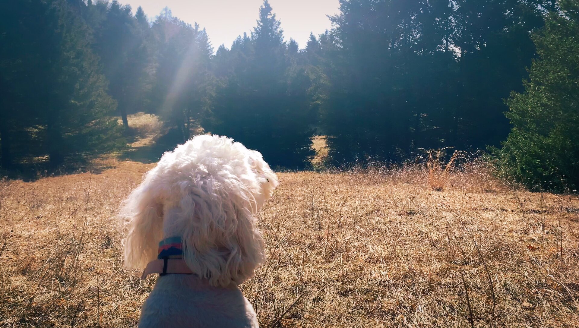 Curly white dog gazing across a sunlit meadow toward a stand of evergreens